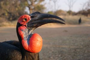 The Southern Ground-Hornbill
