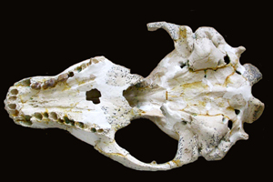 Homiphoca capensis skull