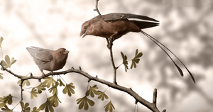 A reconstruction of a male & female Confuciusornis bird