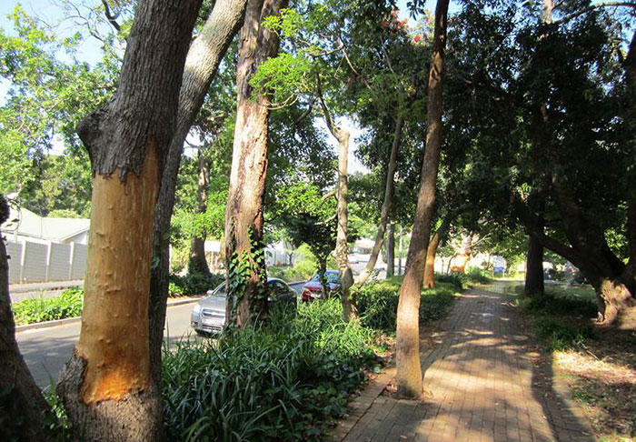 Camphor trees