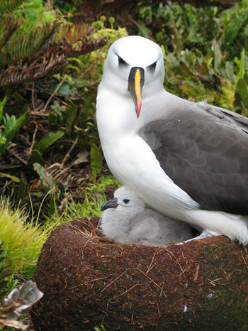 seabird chicks