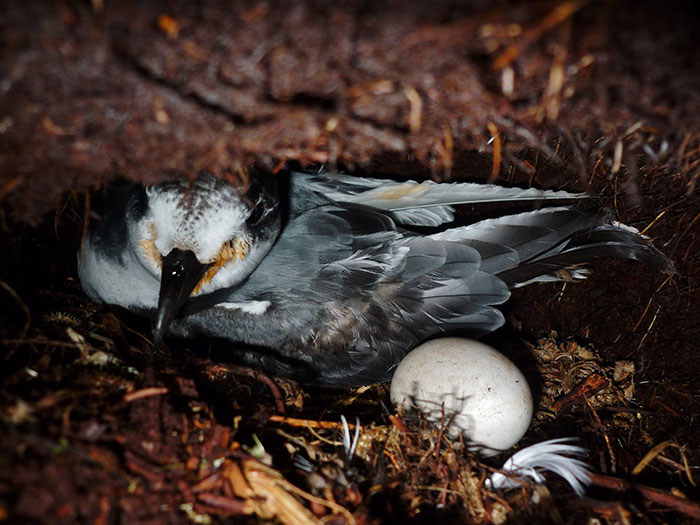 Blue Petrel