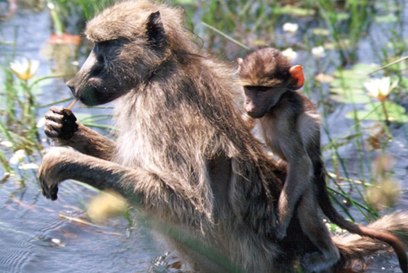 Chacma baboon