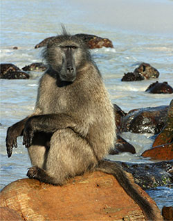 Chacma baboon