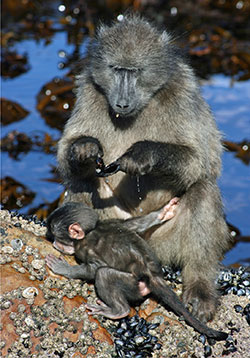 Chacma baboon