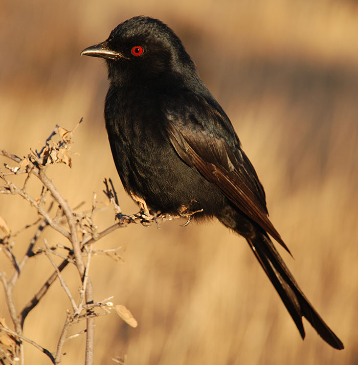 Fork-tailed drongo