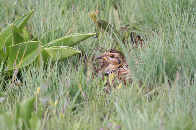 Endangered grassland birds