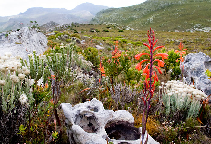 Fynbos