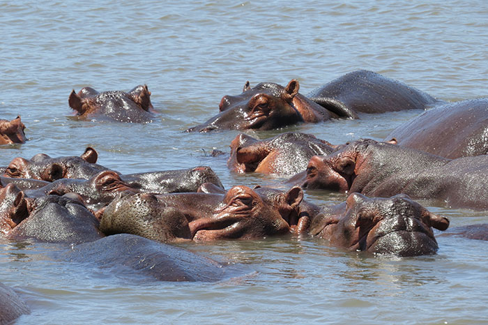 Hippos