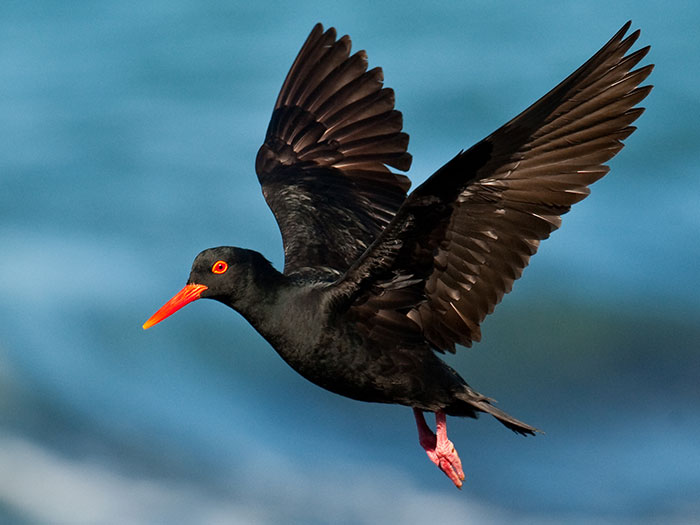 African black oystercatcher