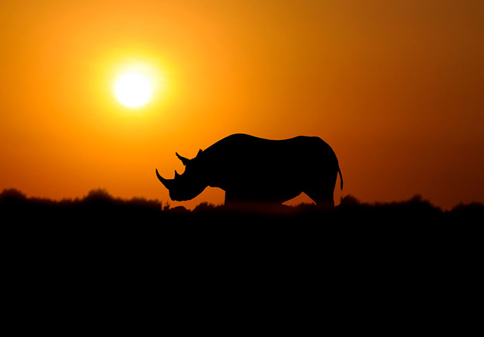 Rhino horn