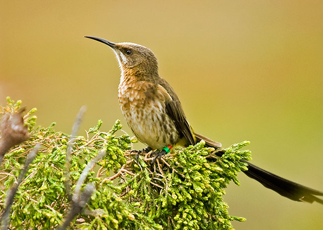 Cape sugarbird