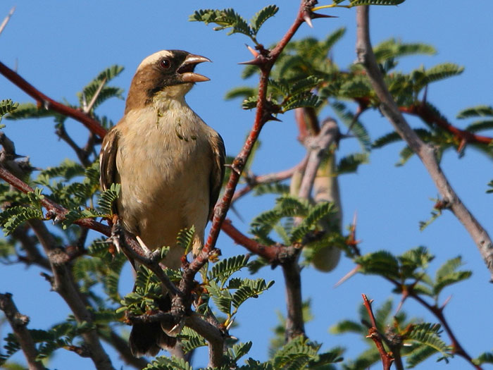 White-browed sparrow-weaver