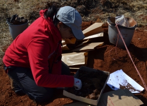 UCT PhD graduate Kavita Lakha sifts through soil to look for bone fragments.