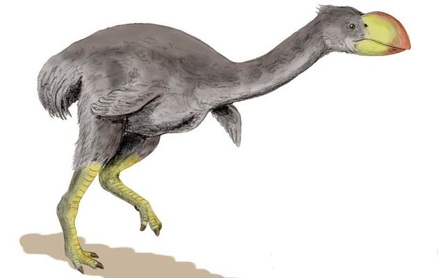 Pencil drawing of Dromornis stirtoni, a flightless bird from the Late Miocene of Australia