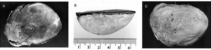 How the antics of cookie-cutter sharks sharpen our knowledge of migratory whales