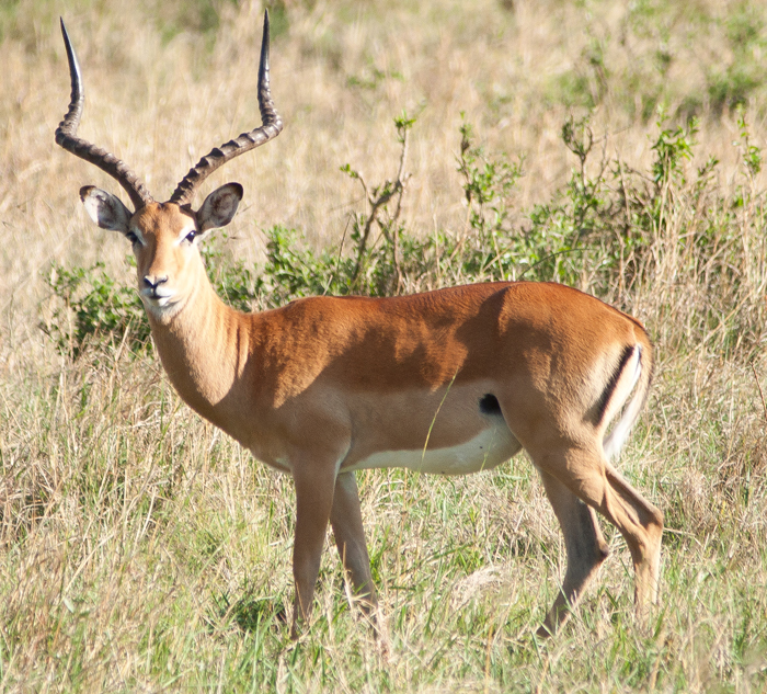 Herbivores triggered the grass revolution