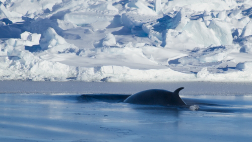 Antarctic expedition sails from Cape Town