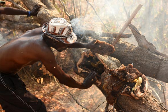 Harvesting honey