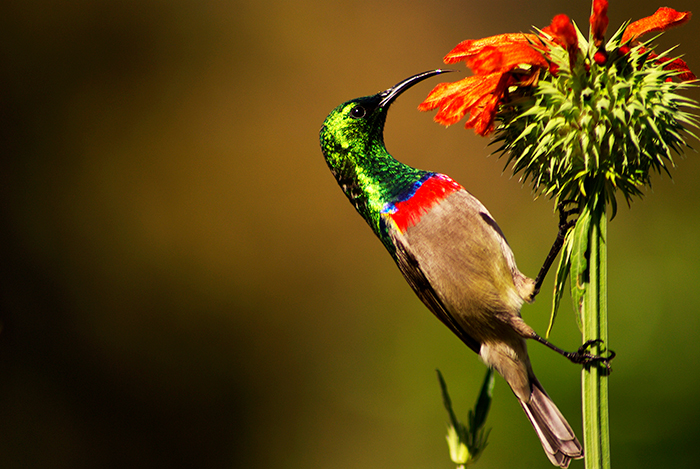 Bird-watching society now in full flight