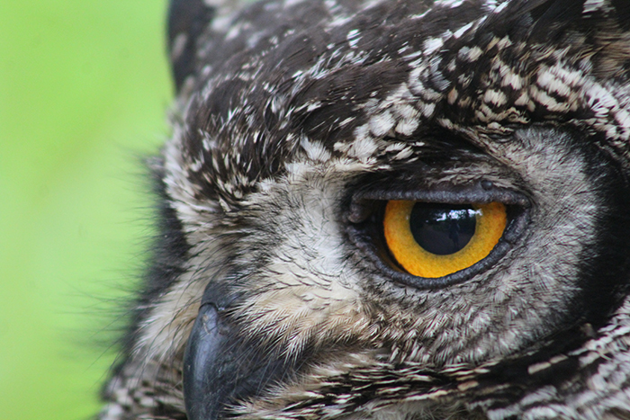 Bird-watching society now in full flight