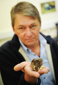 Dr Gary Bronner with a Cape golden mole