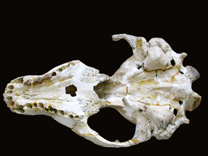 Skull of a Homiphoca capensis seal
