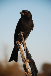 The drongo