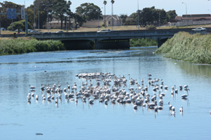 Flamingos