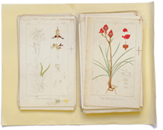 Botany