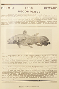 Coelacanth