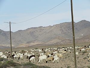 Stock farming in the /Ai/Ais-Richtersveld Transfrontier Park.