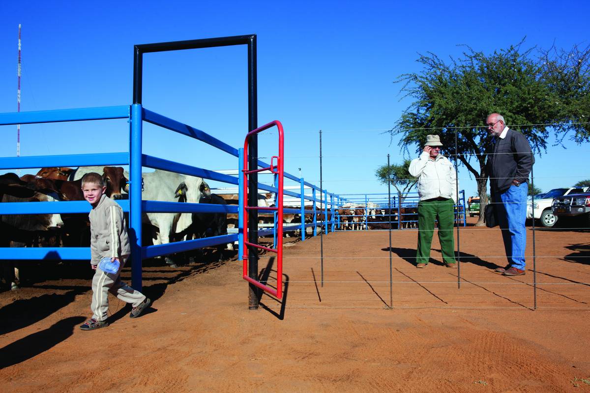 Cattle auction, Gobabis, Namibia, 2014