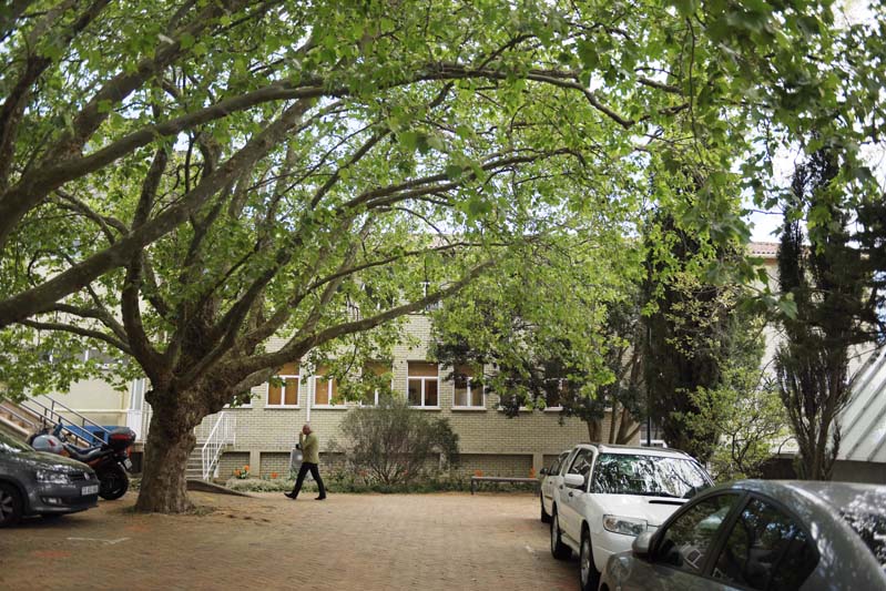 Branches of green leaves proclaim a new beginning.