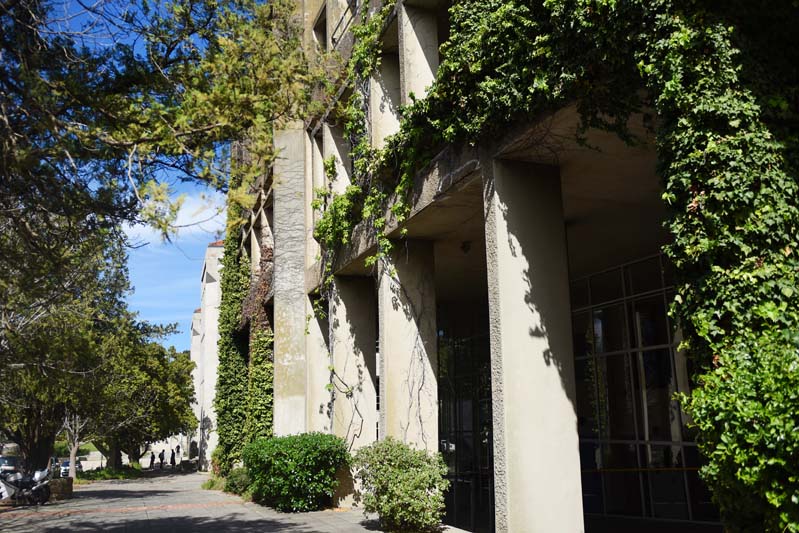 Spring is when the green climbs UCT’s walls.