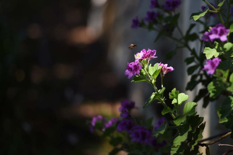 A busy bee hard at work, like a student in the run-up to exams.