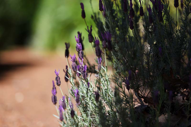 A shrub of aromatic lavender.