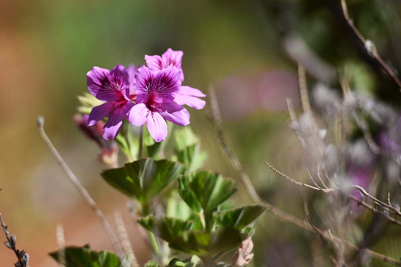 Purple flowers: wishing our students every success in the final exams.