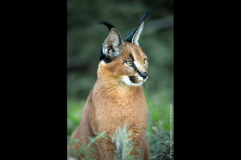 Caracal (Caracal caracal) photographed in the Central Karoo.