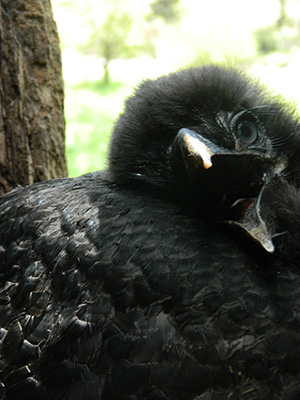 Long-lashed Southern Ground Hornbill chick. Photo Supplied.