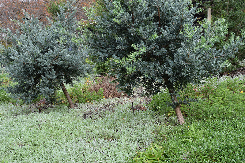 Why you shouldn’t pave over your garden