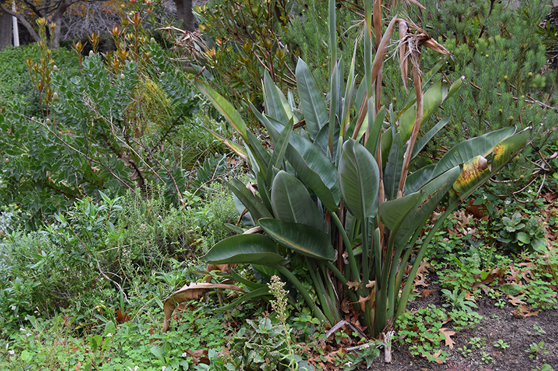 Why you shouldn’t pave over your garden