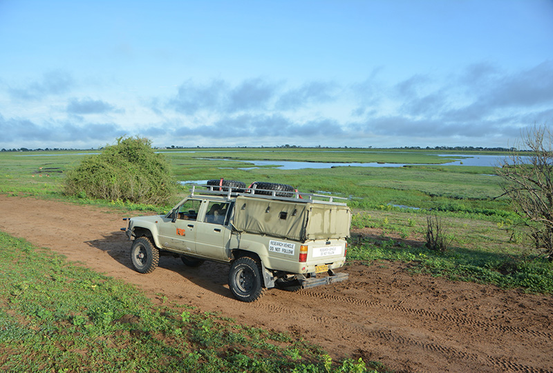 Shocking raptor decline in Botswana