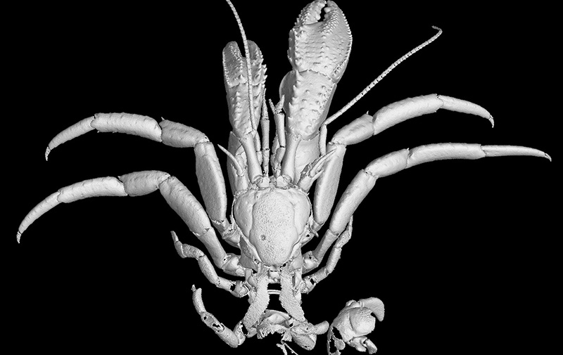 New hermit crab species in 3D