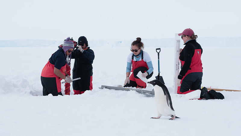 Working the ice