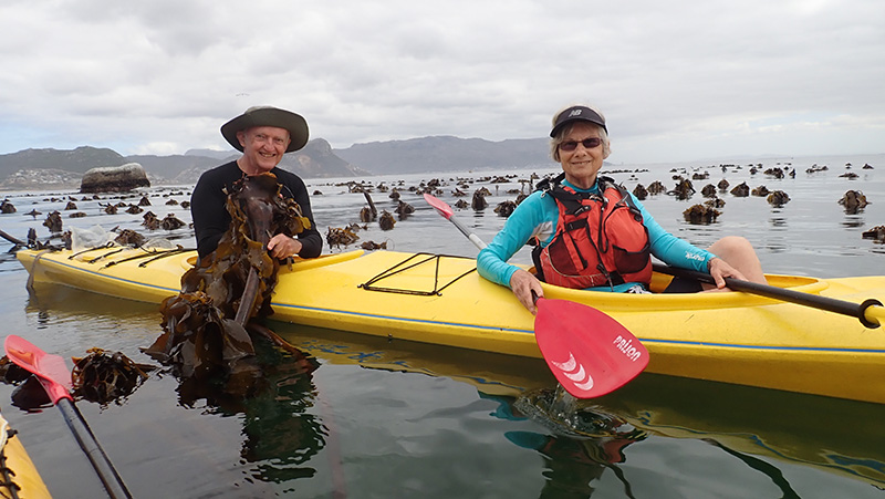 Emer Prof Charles Griffiths and his wife, Dr Roberta Griffiths, collecting the new amphipod species, Sunamphitoe roberta, from kelp heads in False Bay