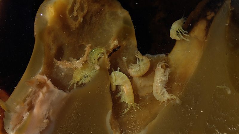 A cross-section through the kelp head shows small family groups of the amphipod Sunamphitoe roberta with their young in the burrows the adult shrimp drills into the primary kelp fronds