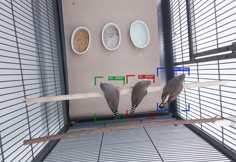 zebra finches