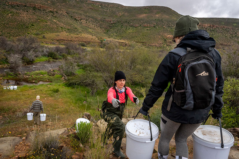 Cecilia Cerrilla, part of the human chain transporting year-old sandfish back to the Biedouw River. 