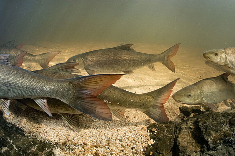 The Biedouw River valley in spring when the sandfish undertake their annual spawning migration 